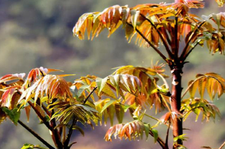 香椿树种子如何育苗