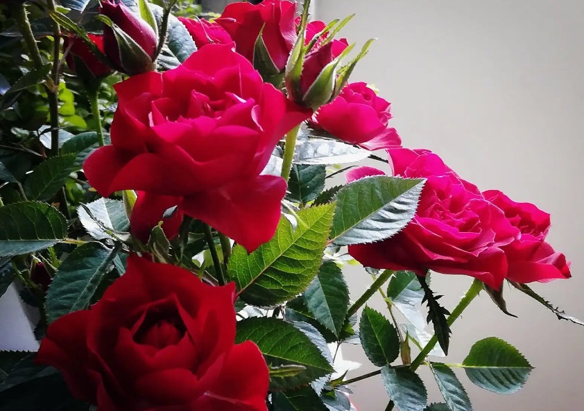 玫瑰花苗怎么种