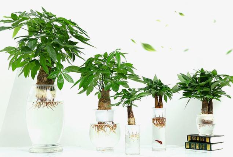 水培摇钱树怎么养才能茂盛