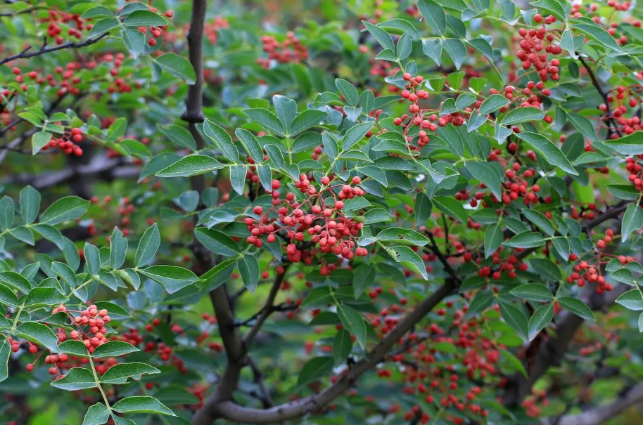 6月份花椒树移栽容易成活吗