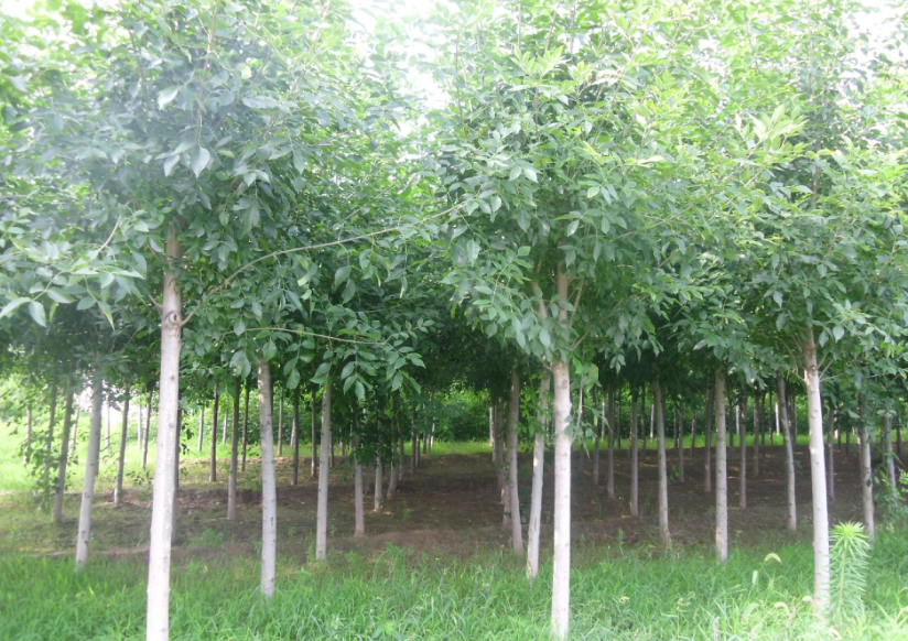 白蜡树可以嫁接对节白蜡吗