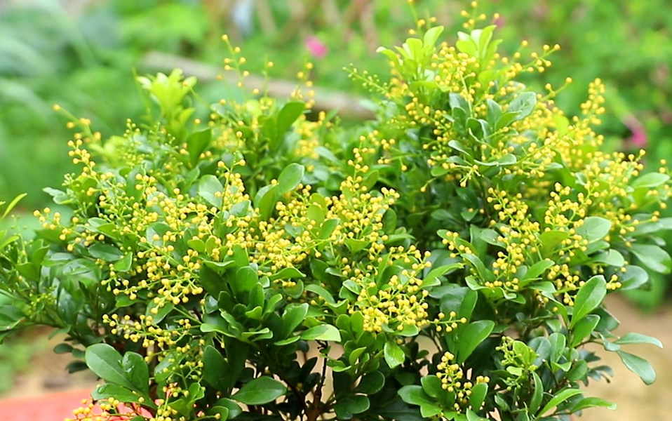 米兰花泡在水里能生根吗