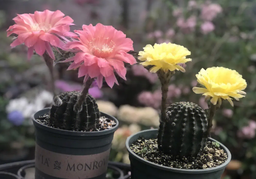 仙人球埋多深在花盆