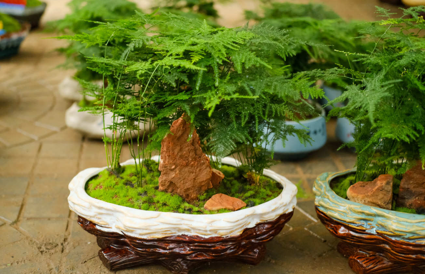 文竹花盆怎么选