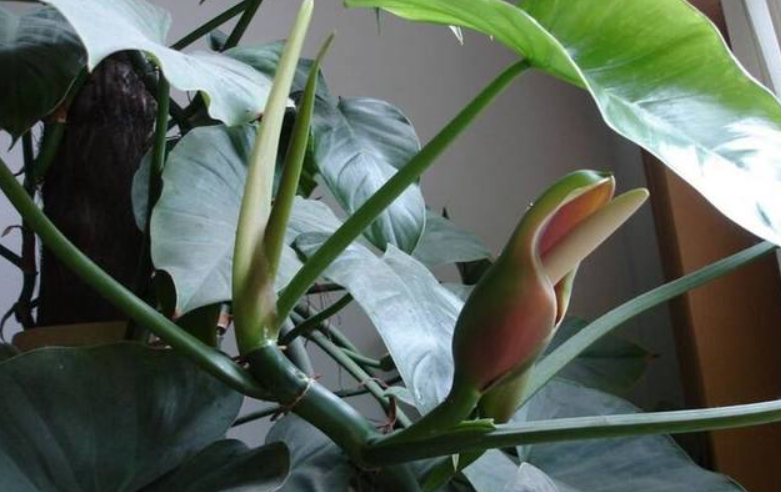 绿宝石花的养殖方法和注意事项