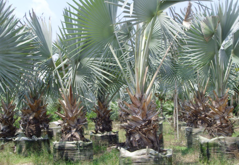 大王棕树在北方能活吗