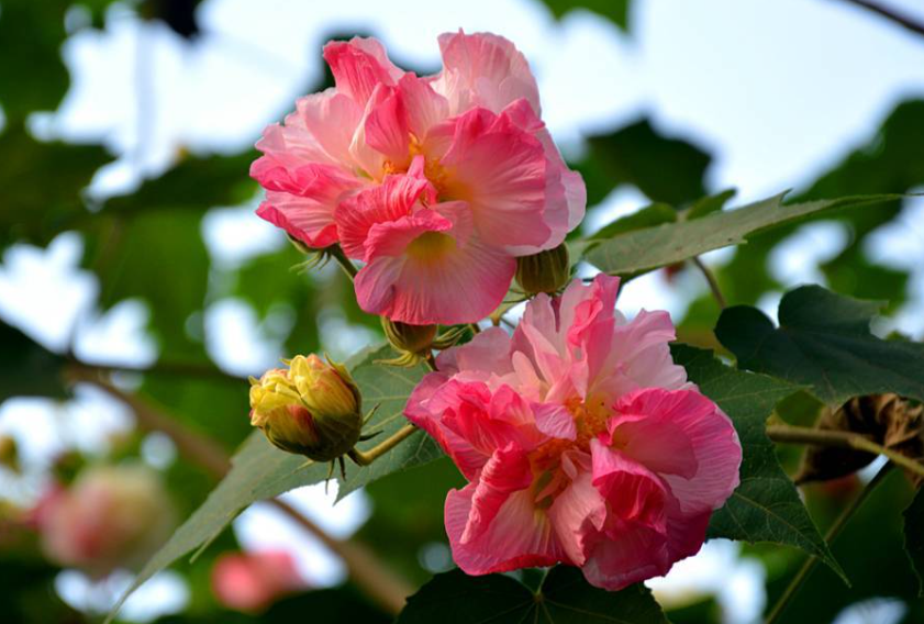 芙蓉花长什么样