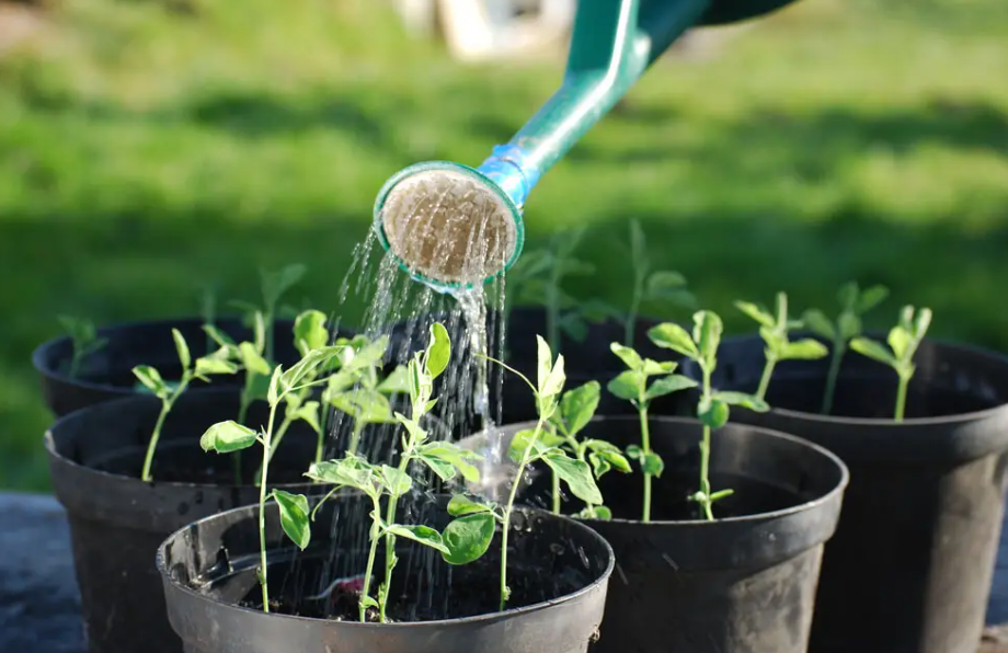 花要每天都浇水吗