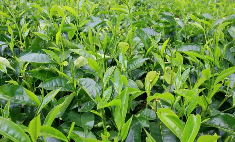 茶树剪枝的最佳时间