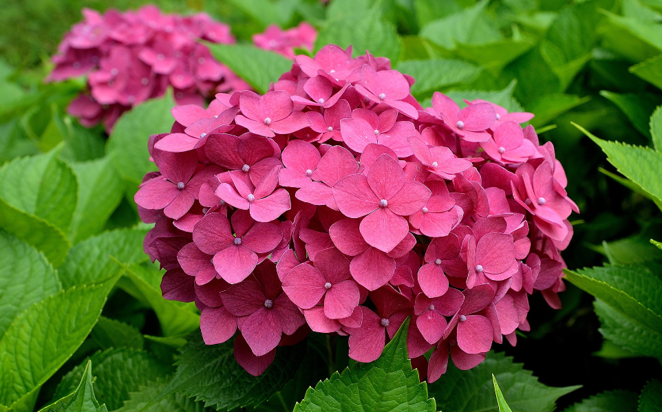 绣球花的风水寓意