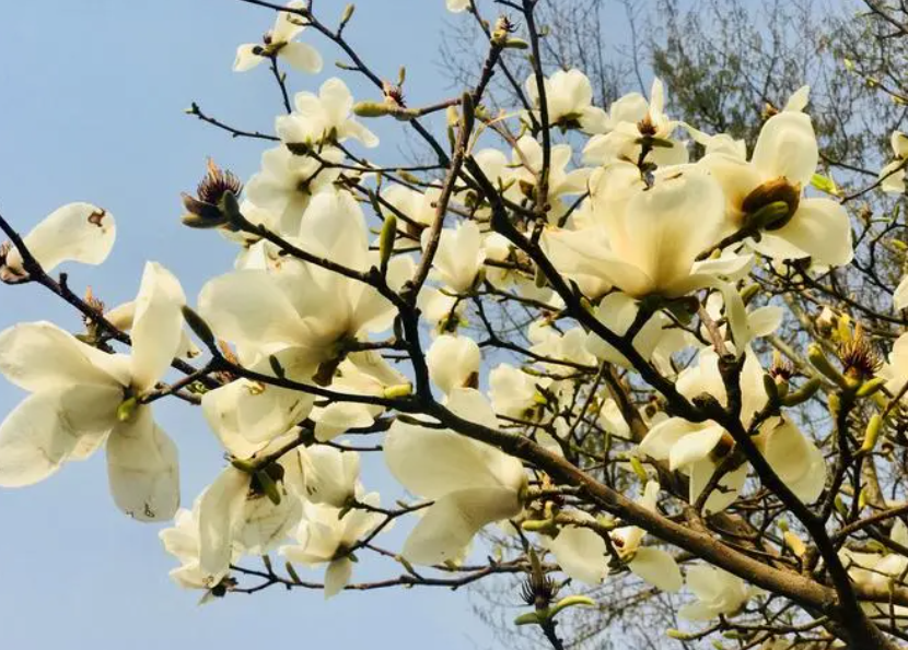 玉兰花树怎么修剪