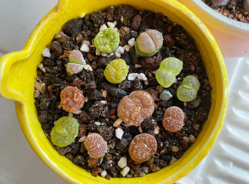 石生花多肉怎么繁殖