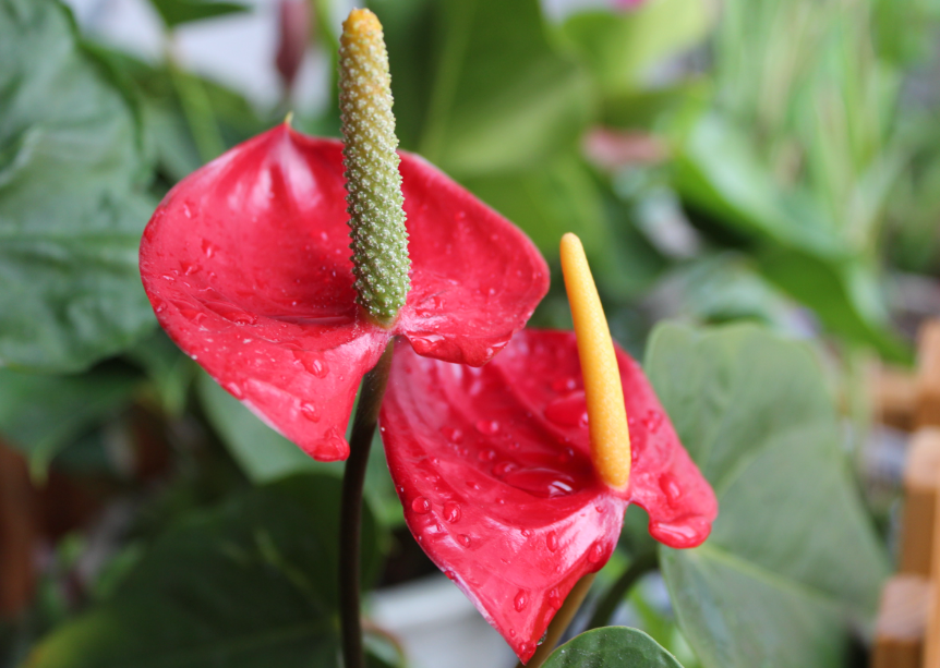 红掌花开败后要剪掉吗