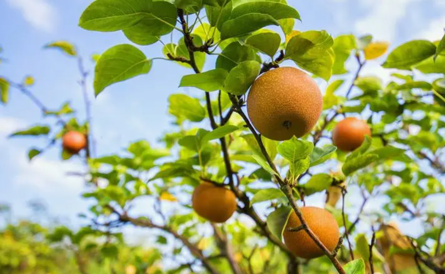 梨树的冬季修剪