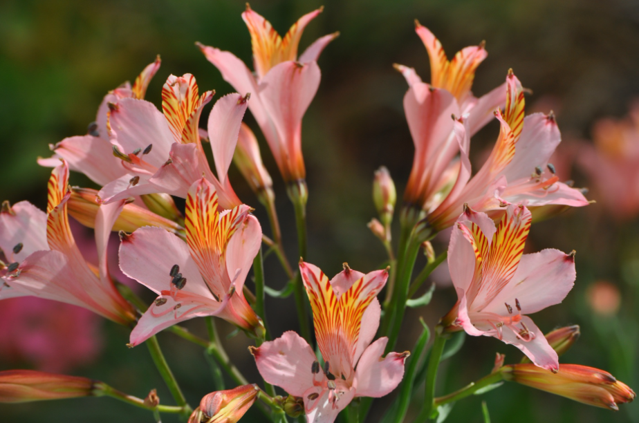 六出花适合放在家里吗