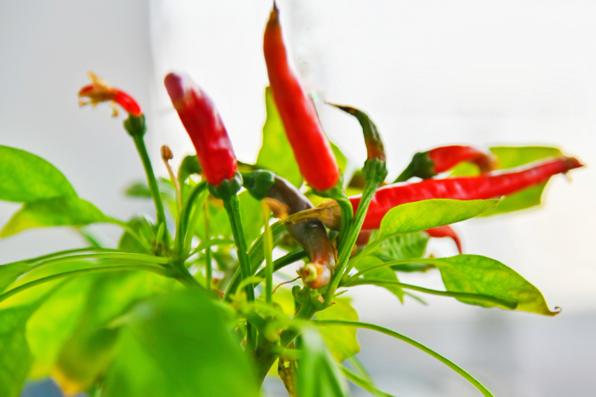 指天椒开花到成熟多久