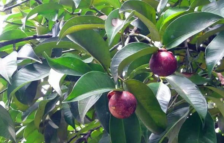 山竹是生长在树上还是地上