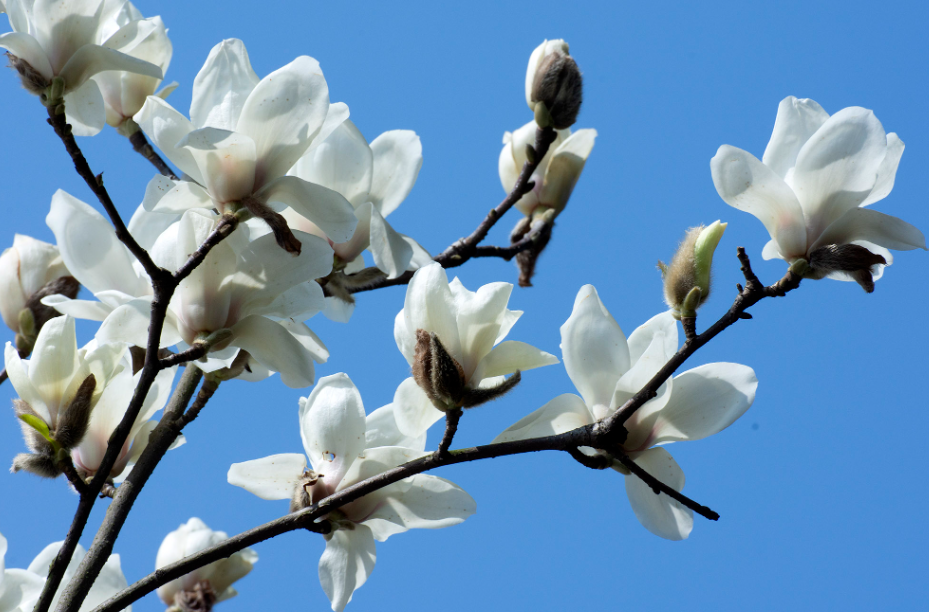 玉兰花可以在室内养殖吗