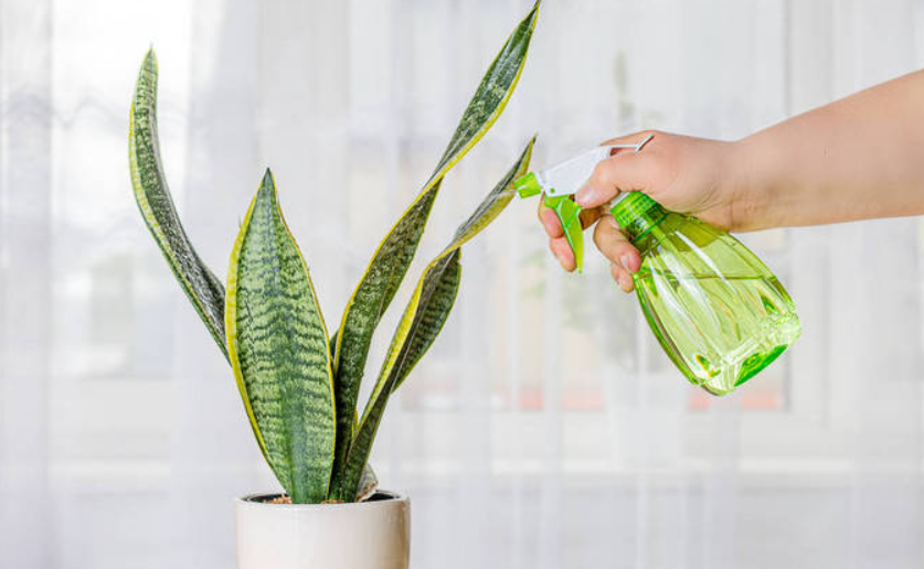 用白醋喷花有什么好处