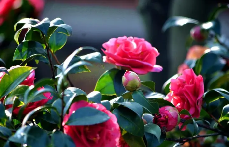 茶花用君子兰土可以吗