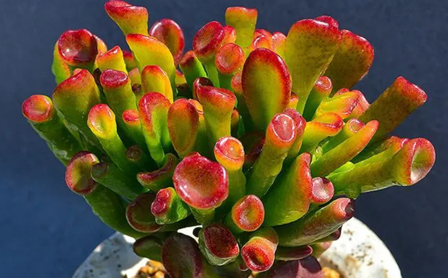 吸财树怎样养能红