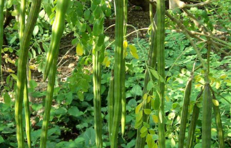 辣木树适合在哪里种植