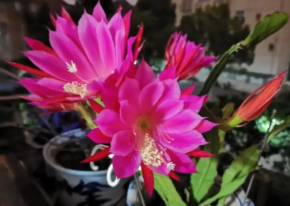 令箭荷花难养吗