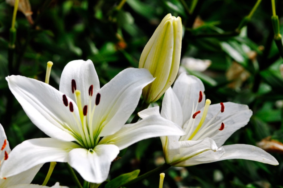 百合花适合放室内吗