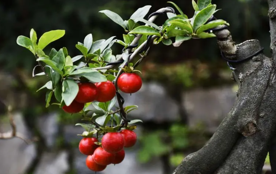 金弹子花期怎么管理