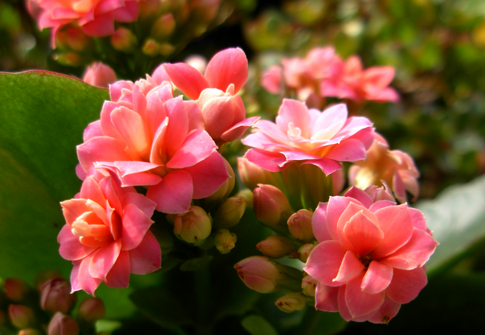 长寿花用多深的盆养合适