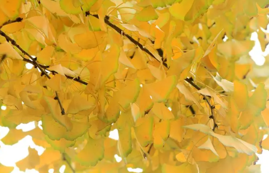 家门前种银杏树好吗