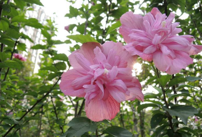 木槿树适合栽在家门口吗