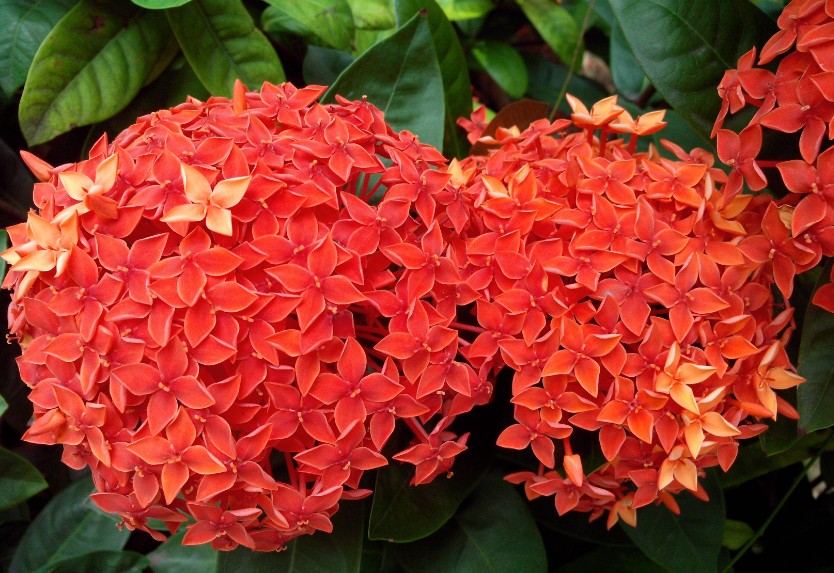 龙船花花谢后还开花吗