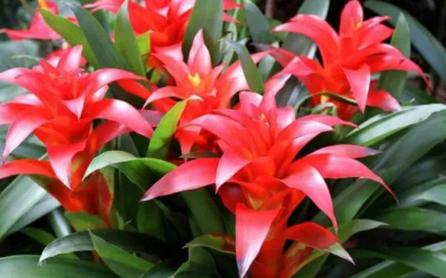 富贵当头花怎么养殖