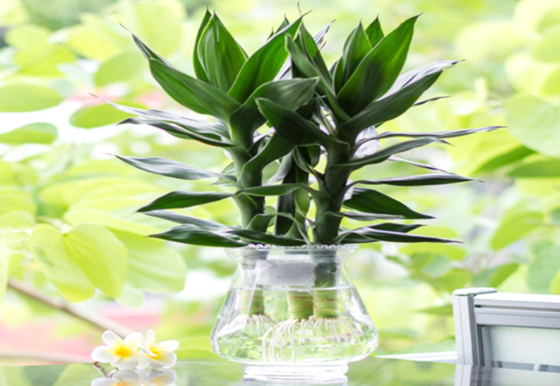 莲花竹水养要注意事项