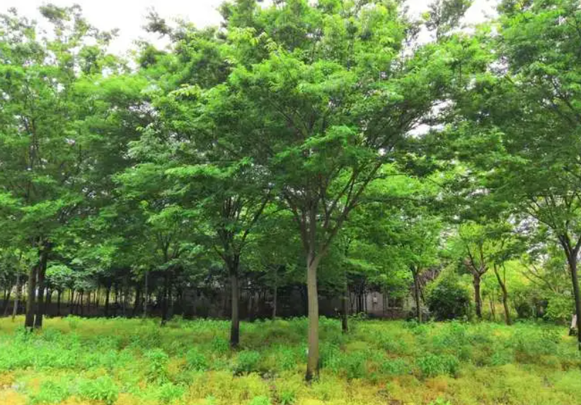 榉树定杆后怎么修枝