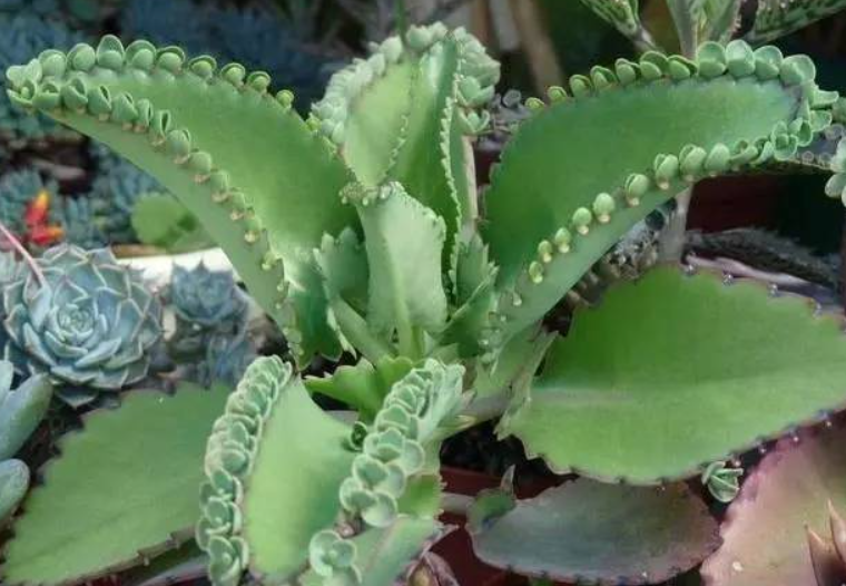 落地生根花怎么养