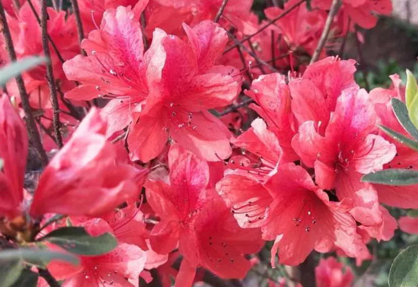 杜鹃花谢了以后怎么打理