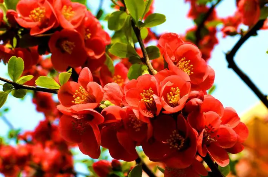 海棠花在室内养好不好