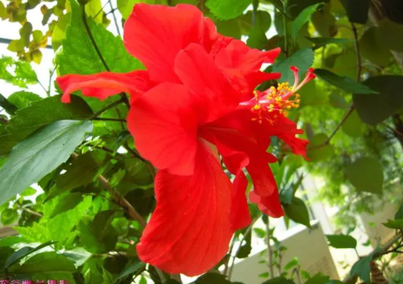 扶桑树家中养好不好