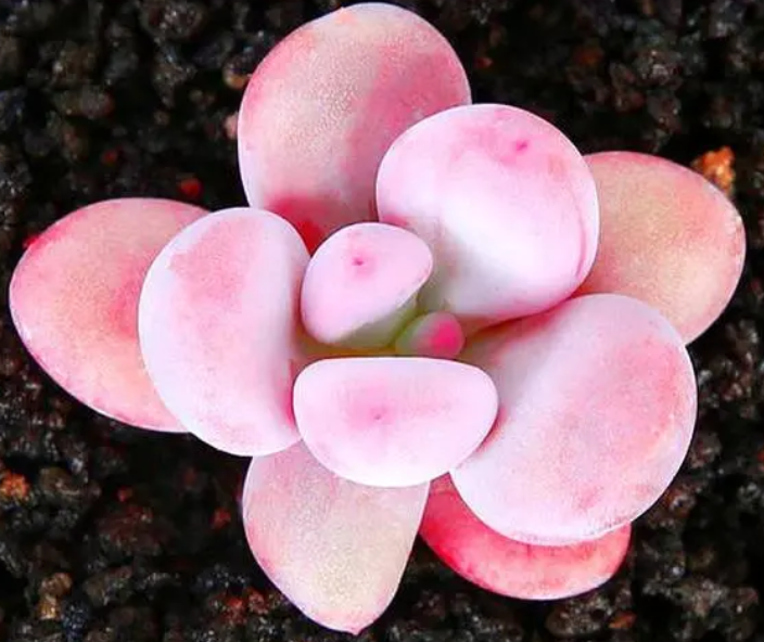 多肉桃花好养吗