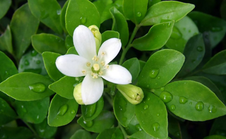 十里香花为什么不开花