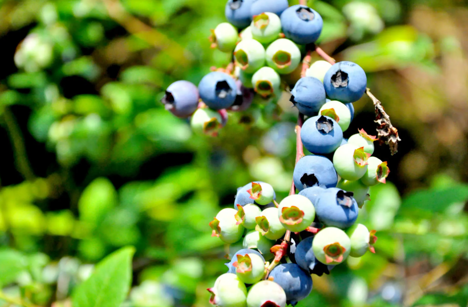 盆栽蓝莓树的养殖方法和注意事项