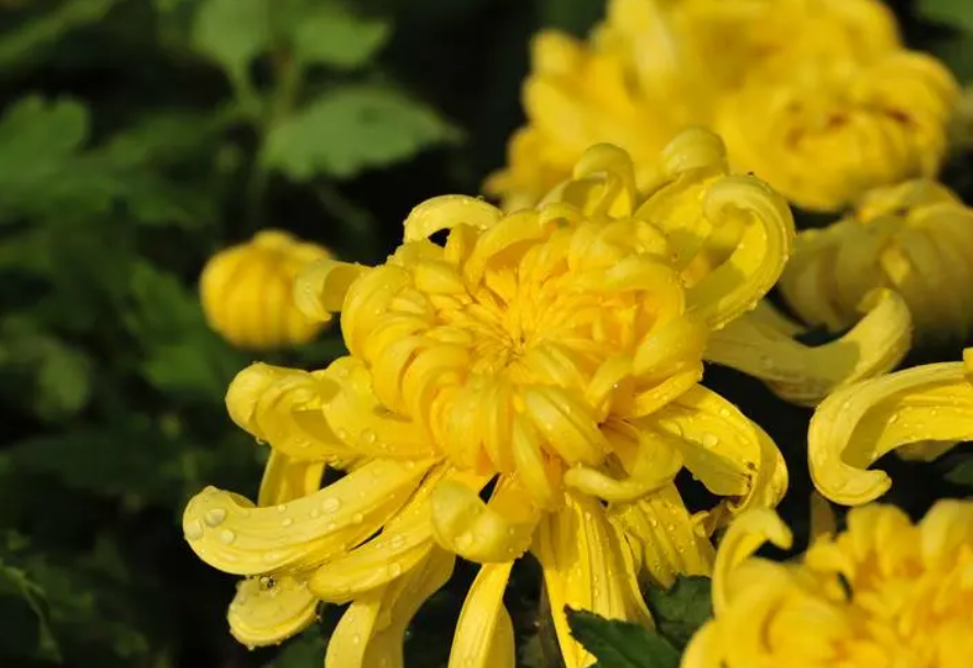 菊花茶种植技术及效益