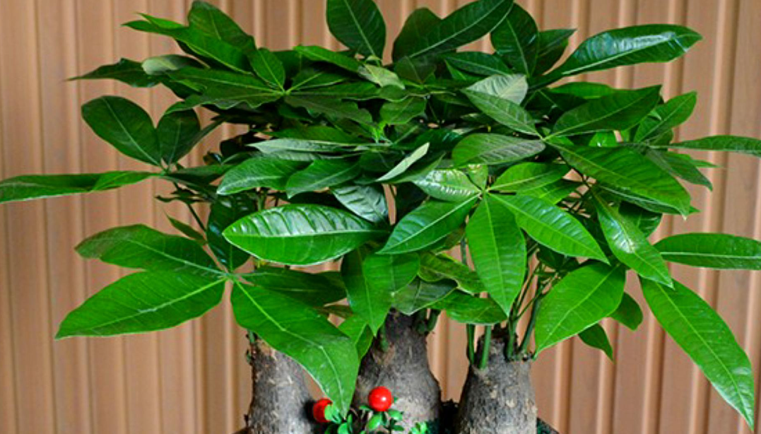 发财树为啥不能买一对