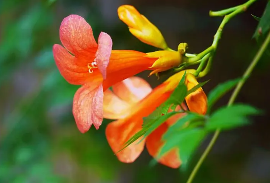 凌霄花喜阴还是喜阳光