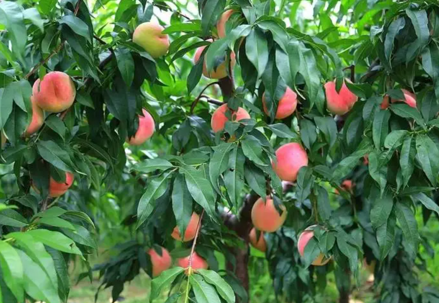 桃树能结果多少年