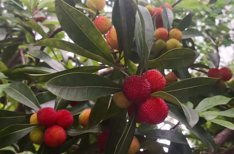 杨梅树能施复合肥吗