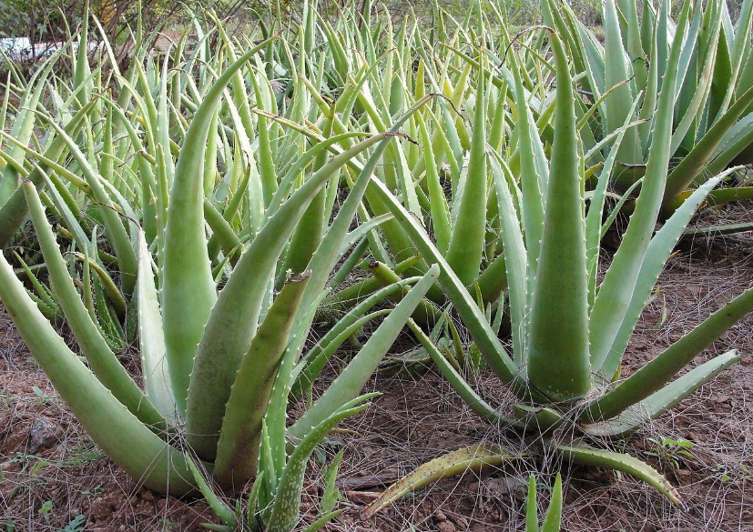 芦荟年年开花的征兆