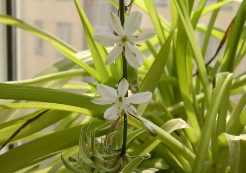 吊兰花怎么养殖方法和注意事项